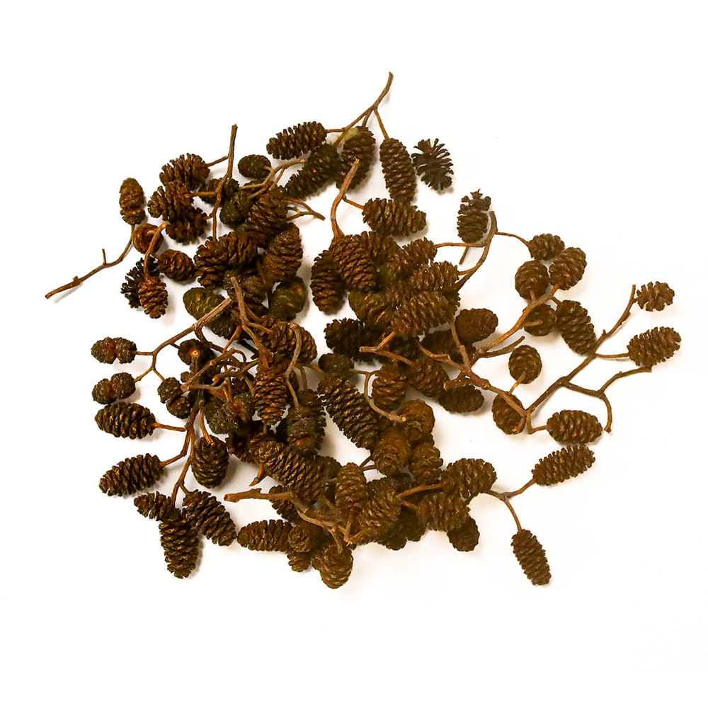 Naturalne Szyszki Olchy Czarnej Black Alder Cones do Akwarium 20g AQUA24 PLUS | AquaCare